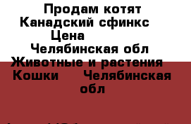 Продам котят Канадский сфинкс  › Цена ­ 5 000 - Челябинская обл. Животные и растения » Кошки   . Челябинская обл.